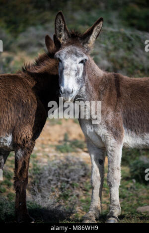 Zwei Esel stehen auf einem Feld, Strait Natural Park, Tarifa, Cadiz, Andalusien, Spanien Stockfoto