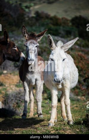 Drei Esel stehen auf einem Feld, Strait Natural Park, Tarifa, Cadiz, Andalusien, Spanien Stockfoto