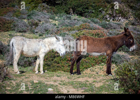 Zwei Esel stehen auf einem Feld, Strait Natural Park, Tarifa, Cadiz, Andalusien, Spanien Stockfoto