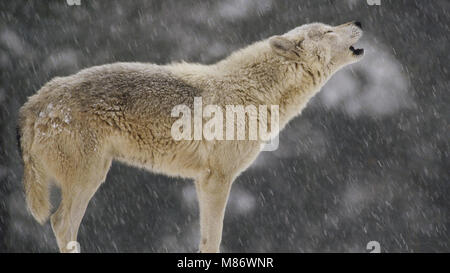 Porträt einer Wolf heult Stockfoto
