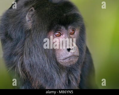 Männliche Schwarze brüllaffe Alouatta caraya auch als schwarz-gold Brüllaffen bekannt Stockfoto