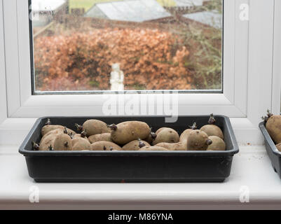 Chitting Pflanzkartoffeln, Vielzahl Charlotte, auf einem inländischen Fensterbänke, England, Großbritannien Stockfoto