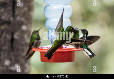 Close-up von Kolibris fliegen um einen Kunststoff Trinkflasche. Die Flasche ist mit Gesüßten Wasser, die Vögel gefüllt. Stockfoto