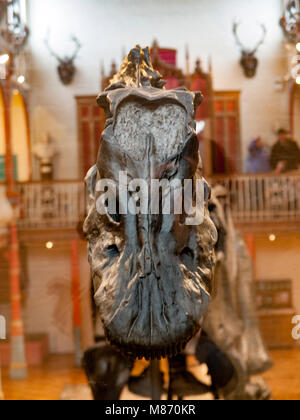 "Ippy' der Diplodocus in Dorchester County Museum. Stockfoto