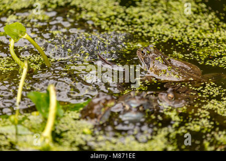 Gemeinsamen Frösche im Gartenteich Paarung bedeckt mit Decke Unkraut, England Stockfoto