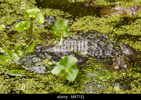 Gemeinsamen Frösche im Gartenteich Paarung bedeckt mit Decke Unkraut, England Stockfoto