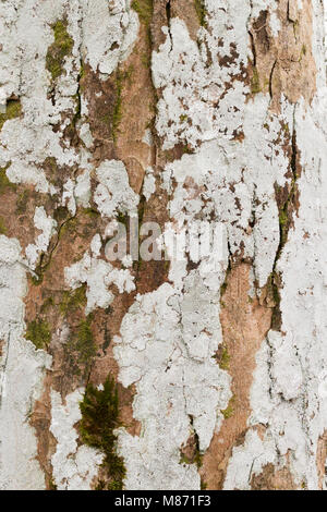 Weißen Flechten Sorten auf Baumrinde Stockfoto