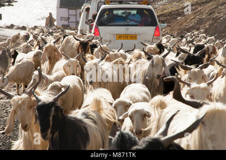 Eine Herde von Ziegen, Verkehr in Ladakh, Himalaya, Jammu und Kaschmir, Indien Stockfoto