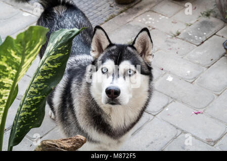 Siberian Husky Hündin mit Wolf grauen Mantel und Eis blauen Augen in einem magnetischen darstellen. Stockfoto