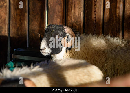 Swaledale Mutterschafe in den Pen, Chipping, Preston, Lancashire. Stockfoto