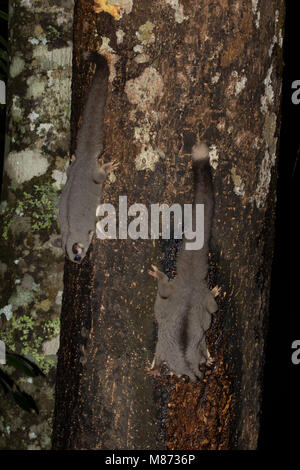 Paar Zucker Segelflugzeuge Nahrungssuche auf Baum sap Stockfoto