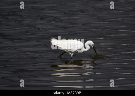 Ein Seidenreiher, Egretta garzetta Fütterung in einem See Stockfoto