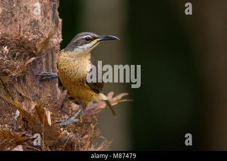 Victorias Riflebird Weiblich Stockfoto