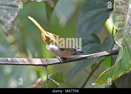 Buff-throated Saltator (Saltator Maximus Maximus) Erwachsenen thront Linie Vinicio Birdwatcher's House, Nono-Mindo Straße, Ecuador Februar Stockfoto