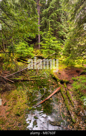 Es ist ein kleine Bucht im Regen an der Ross Creek Zedern Scenic Area, Bull Lake Road, gemäßigten Regenwald in Kootenai National Forest, in der Nähe von Libby, Montana, USA Stockfoto