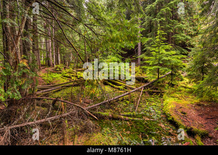 Es ist ein kleine Bucht im Regen an der Ross Creek Zedern Scenic Area, Bull Lake Road, gemäßigten Regenwald in Kootenai National Forest, in der Nähe von Libby, Montana, USA Stockfoto