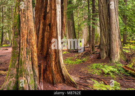 Western Red Cedar Bäume, Ross Creek Zedern Scenic Area, Bull Lake Road, gemäßigten Regenwald in Kootenai National Forest, Montana, USA Stockfoto