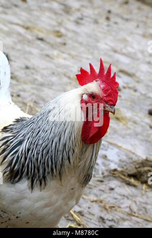 Huhn an der Weald und Downland Museum sussex Stockfoto