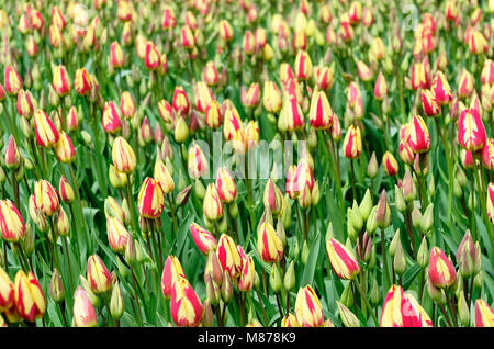 Bereich der viele geschlossene zweifarbige Tulpen im Keukenhof Garten, Niederlande Stockfoto