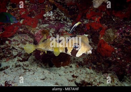 Blotched Porcupinefish, Diodon liturosus, mit cleaner wrasse, Labroides dimidiatus, auf Korallenriff Bathala, Malediven, Stockfoto