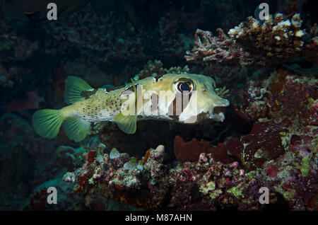 Blotched Porcupinefish, Diodon liturosus, mit cleaner wrasse, Labroides dimidiatus, auf Korallenriff Bathala, Malediven, Stockfoto