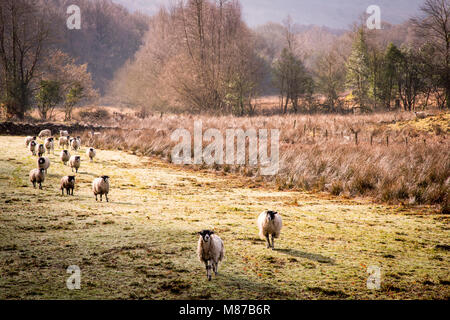 Eine Herde Schafe auf einen frühen Frühling Morgen im Rusland Tal, Cumbria. Stockfoto