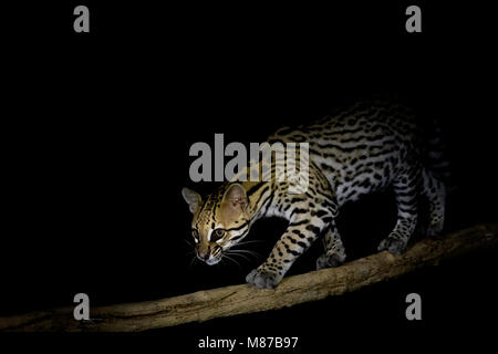 Ozelot (pardalis Pardalis) in der Nacht, Pantanal, Mato Grosso, Brasilien Stockfoto