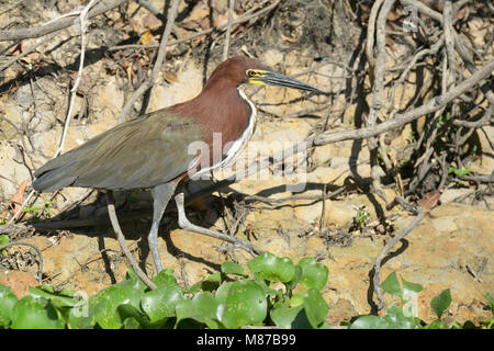 Rufescent Nacktkehlreiher (Tigrisoma lineatum) an riveredge, Pantanal, Mato Grosso, Brasilien Stockfoto