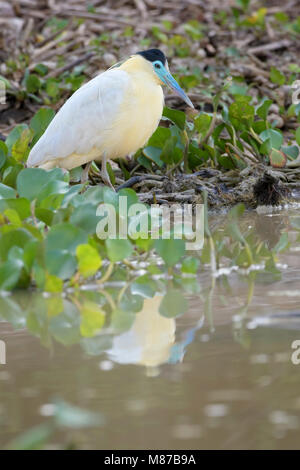 Heron (Pilherodius pileatus begrenzt) auf dem Fluss Ufer, Pantanal, Mato Grosso, Brasilien Stockfoto