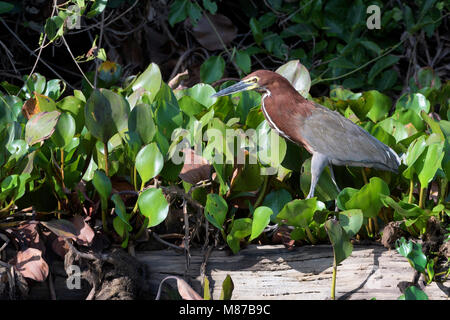 Rufescent Nacktkehlreiher (Tigrisoma lineatum) Jagd an riveredge, Pantanal, Mato Grosso, Brasilien Stockfoto