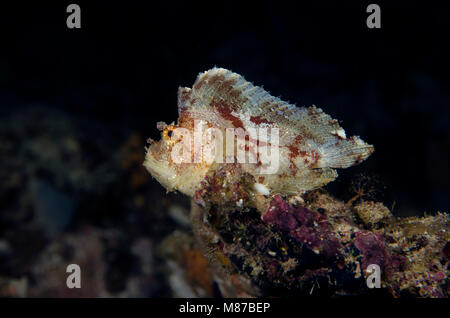 Leaf Drachenköpfe, Taenianotus Triacanthus auf Korallen auf den Malediven Stockfoto