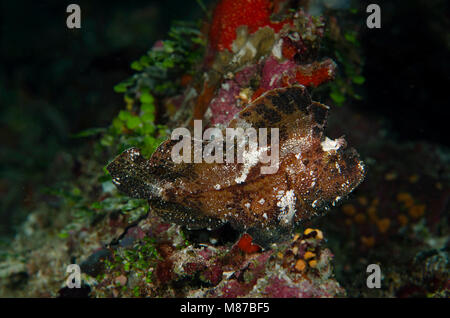 Leaf Drachenköpfe, Taenianotus Triacanthus auf Korallen auf den Malediven Stockfoto