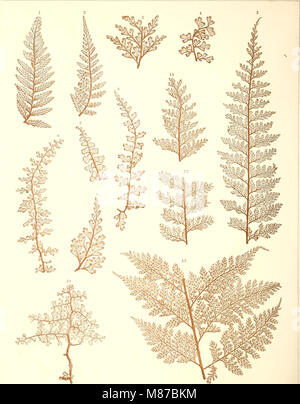 Der jetztwelt farnkräuter Sterben, zur henkes lolland und Bestimmung, der in der Höhle Formationen der Erdrinde eingeschlossenen Überreste von vorweltlichen Arten of this Ordnung / Dm Flächen - skelet (1865) (2029 0133 Stockfoto