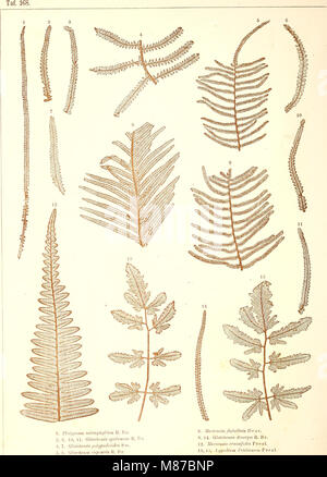 Der jetztwelt farnkräuter Sterben, zur henkes lolland und Bestimmung, der in der Höhle Formationen der Erdrinde eingeschlossenen Überreste von vorweltlichen Arten of this Ordnung / Dm Flächen - skelet (1865) (2072 0001 Stockfoto