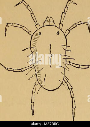 Ökonomische Entomologie (1877) (20530027703) Stockfoto