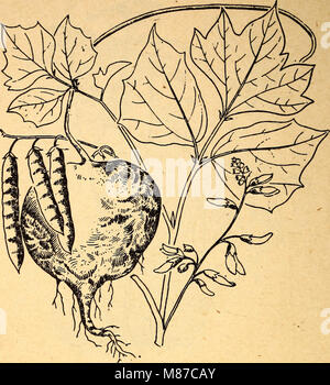 Dieser 1944 veröffentlichte Leitfaden enthält Informationen über essbare und giftige Pflanzen, die in der Karibik beheimatet sind, und dient als wichtige Ressource für botanische Studien und praktische Anwendungen. Stockfoto