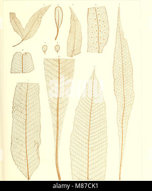Der jetztwelt farnkräuter Sterben, zur henkes lolland und Bestimmung, der in der Höhle Formationen der Erdrinde eingeschlossenen Überreste von vorweltlichen Arten of this Ordnung / Dm Flächen - skelet (1865) (2072 0184 Stockfoto