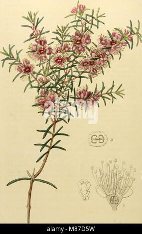 „Edwards“ Botanical Register“ (1829-1847) bietet eine umfassende Sammlung von Zierpflanzen, einschließlich Blumen und Sträuchern, die für Gärten geeignet sind. Es enthält detaillierte Abbildungen und botanische Beschreibungen der einzelnen Arten. Stockfoto