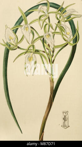 Edwards' Botanical Register, veröffentlicht von 1829 bis 1847, ist eine Sammlung botanischer Illustrationen und Beschreibungen, die sich auf dekorative Blumen und Sträucher konzentrieren. Es diente als wertvolle Ressource für Gärtner und Gärtner bei der Identifizierung und Kultivierung von dekorativen Pflanzen. Stockfoto