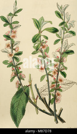 Edwards' Botanical Register, veröffentlicht von 1829 bis 1847, enthält detaillierte Beschreibungen von Zierblumen und Sträuchern. Es enthält Illustrationen und Beschreibungen verschiedener Pflanzenarten mit Schwerpunkt auf Gartenbau und dem Anbau blühender Pflanzen. Stockfoto