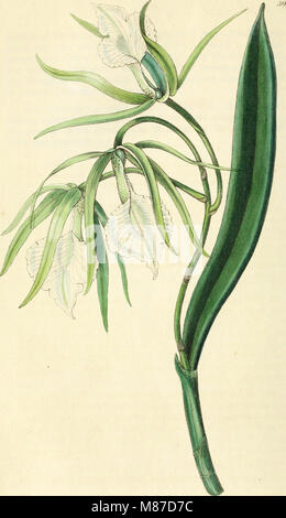 Edwards' Botanical Register, veröffentlicht von 1829 bis 1847, ist ein ausführlicher Leitfaden für Zierpflanzen mit Beschreibungen und Illustrationen von Blumen und Sträuchern. Es dient als wichtige Ressource für Gärtner und Botaniker, die sich für den Ziergärtnerbau interessieren. Stockfoto