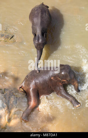 Großen Asiatischen Elefanten entspannen, baden und die Kreuzung tropischen Fluss. Erstaunliche Tiere in der freien Natur von Sri Lanka Stockfoto