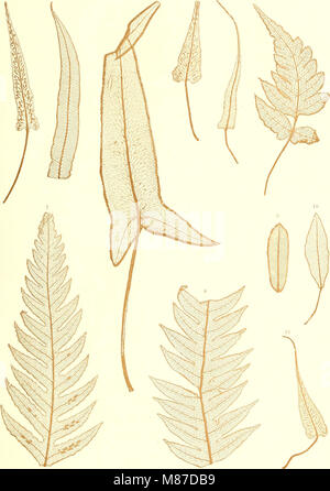 Der jetztwelt farnkräuter Sterben, zur henkes lolland und Bestimmung, der in der Höhle Formationen der Erdrinde eingeschlossenen Überreste von vorweltlichen Arten of this Ordnung / Dm Flächen - skelet (1865) (2090-0026 Stockfoto