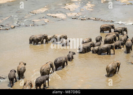 Großen Asiatischen Elefanten entspannen, baden und die Kreuzung tropischen Fluss. Erstaunliche Tiere in der freien Natur von Sri Lanka Stockfoto