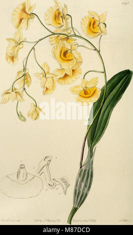 Edwards' Botanical Register, veröffentlicht von 1829 bis 1847, katalogisiert Zierpflanzen, Blumen und Sträucher und bietet detaillierte botanische Illustrationen und Beschreibungen der einzelnen Arten für Gartenliebhaber und Gartenbauer. Stockfoto