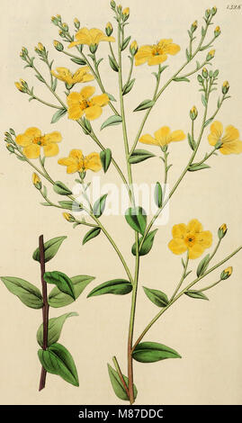 Dieses botanische Register, das von 1829 bis 1847 veröffentlicht wurde, bietet Illustrationen und Beschreibungen von Zierblumen und Sträuchern, die für Blumengärten und Landschaftsgärten geeignet sind. Es bietet Einblicke in Gartengestaltung und Pflanzenpflege. Stockfoto