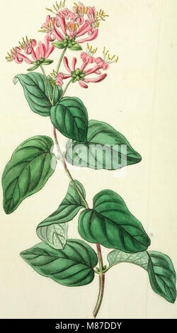 Edwards' botanische registrieren, oder, ornamentalen Blumen - Garten und Gebüsch. (1829-1847) (20985152678) Stockfoto