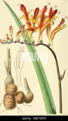 Edwards' botanische registrieren, oder, ornamentalen Blumen - Garten und Gebüsch. (1829-1847) (20985823050) Stockfoto