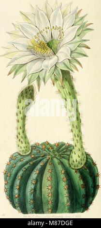 Edwards' botanische registrieren, oder, ornamentalen Blumen - Garten und Gebüsch. (1829-1847) (20986008598) Stockfoto