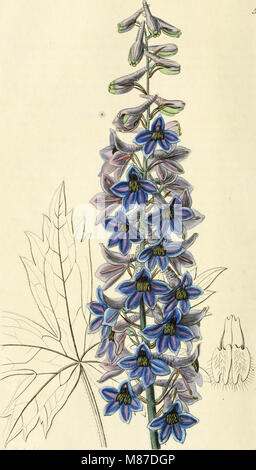 Edwards' botanische registrieren, oder, ornamentalen Blumen - Garten und Gebüsch. (1829-1847) (20986044188) Stockfoto
